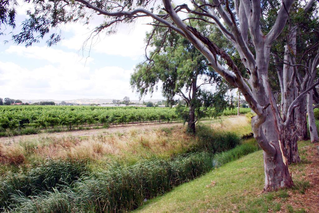 Vine Inn Barossa Nuriootpa Exteriér fotografie