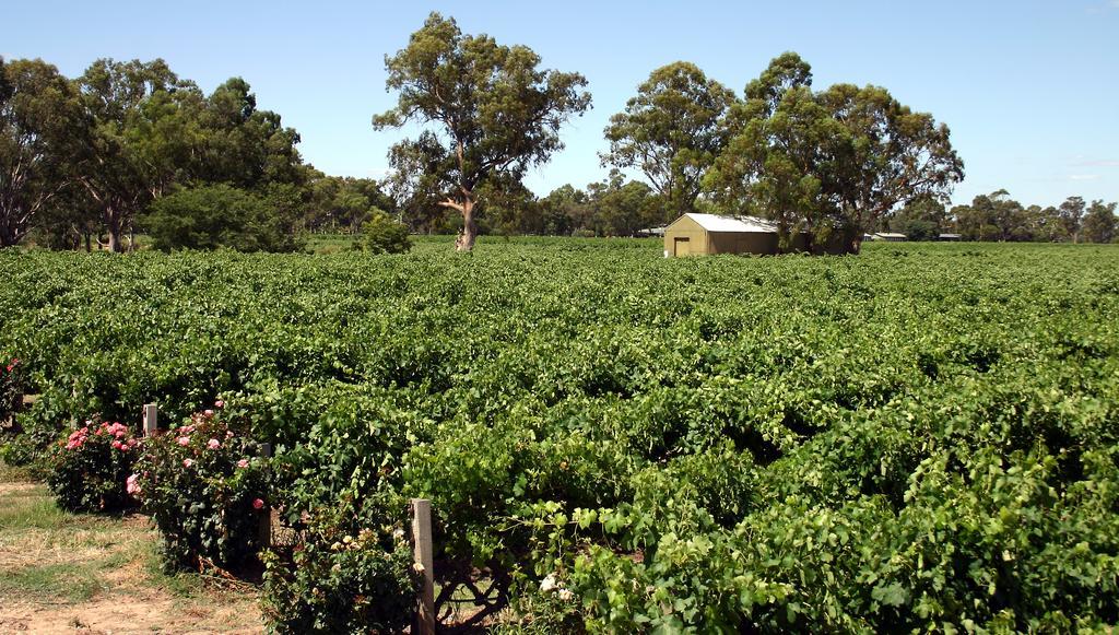 Vine Inn Barossa Nuriootpa Exteriér fotografie